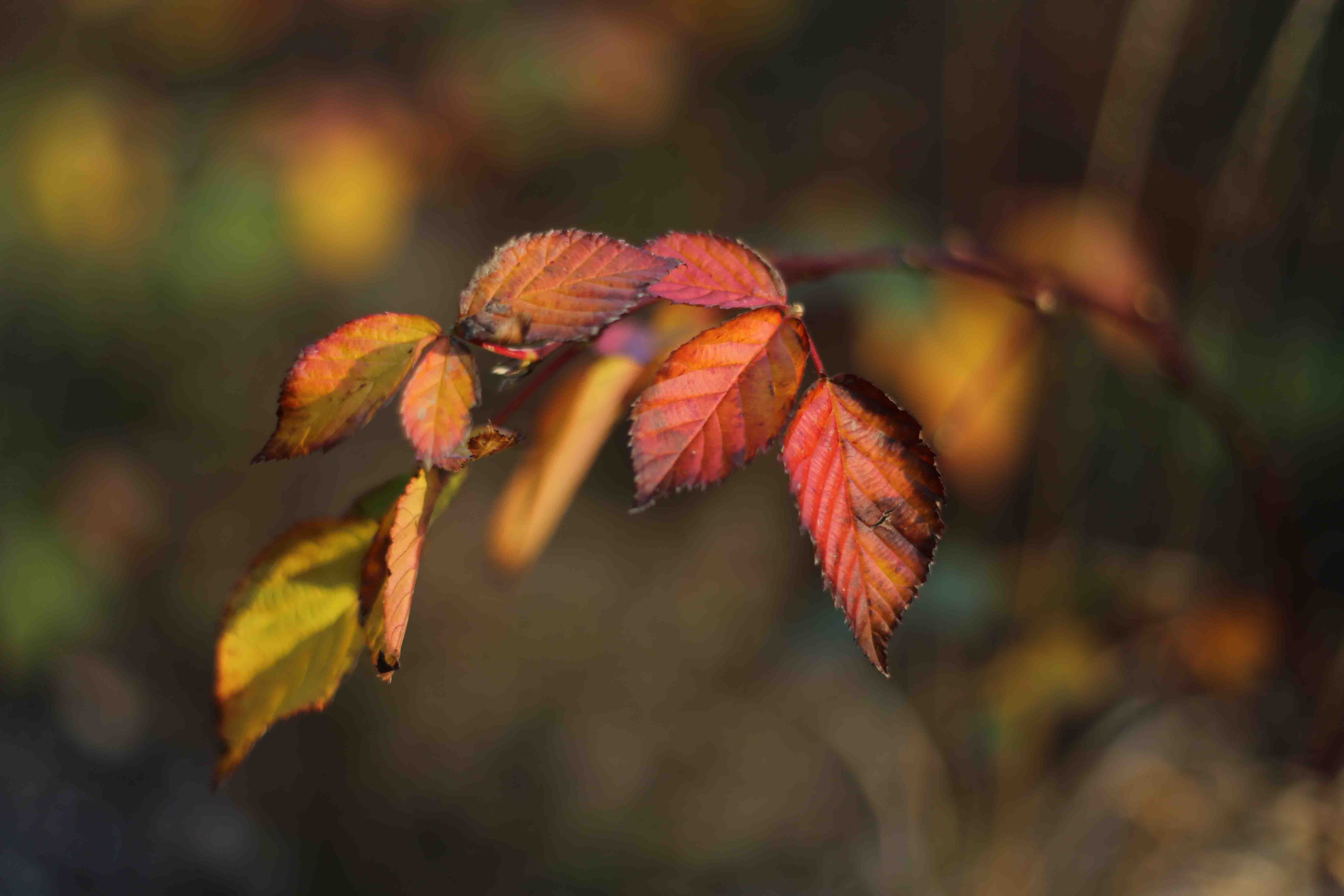 Et nærbilde av et blad
