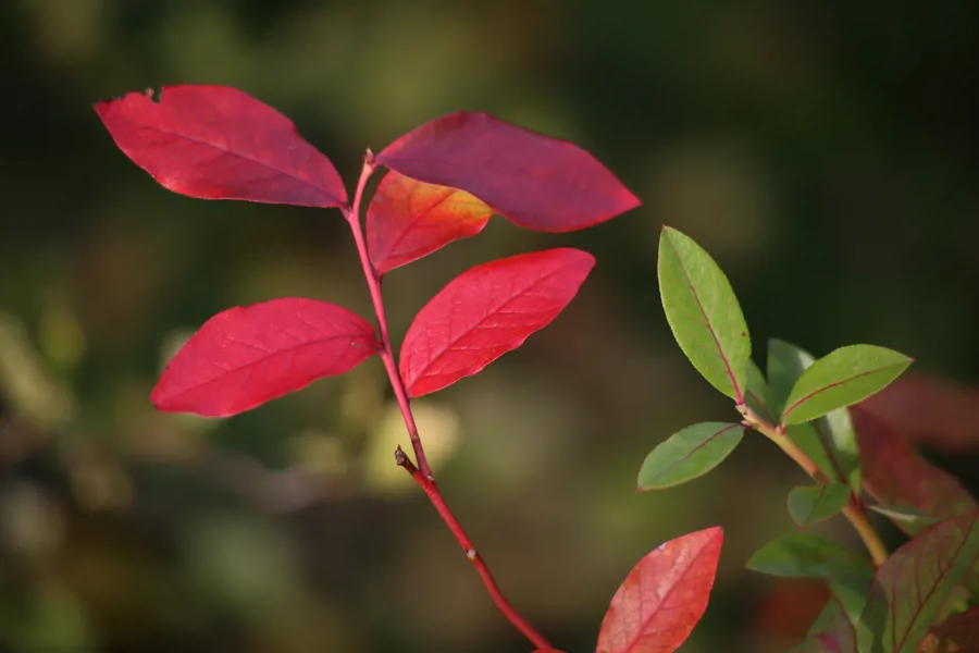 Naturfoto røde blader