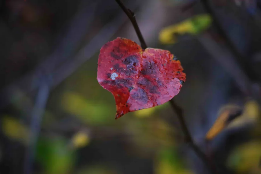 En rød blomst på et tre