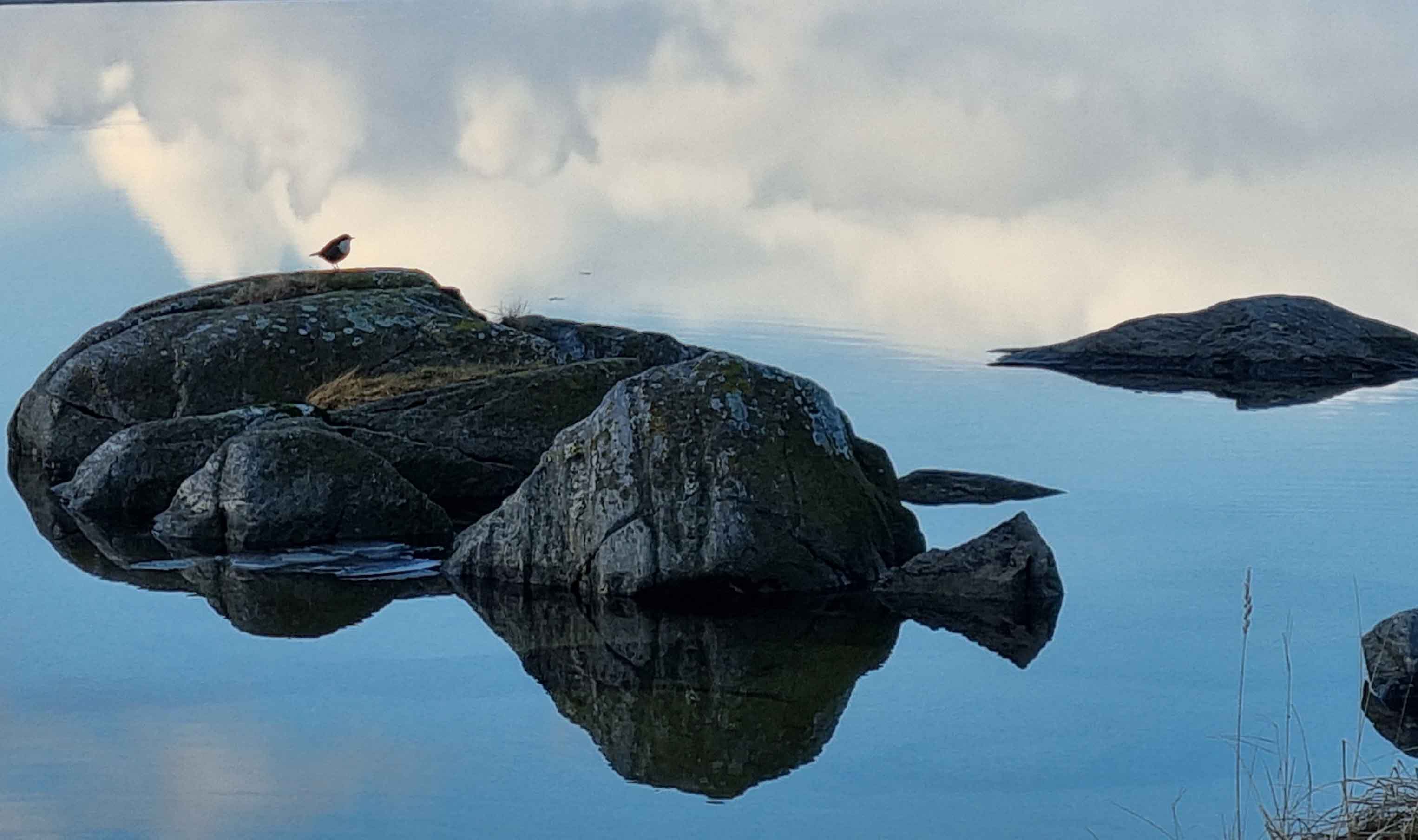 En fugl på en stein i vannet