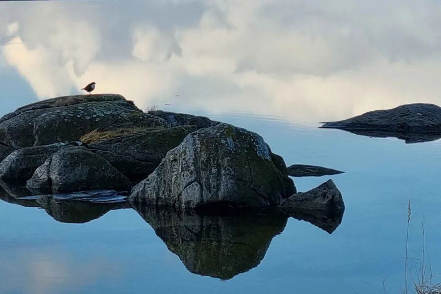 En fugl på en stein i vannet