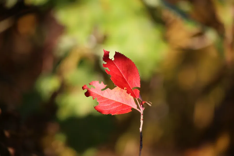 Et rødt blad på en gren
