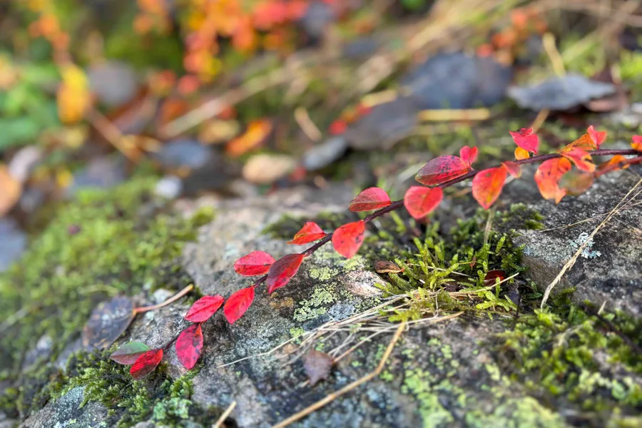 Røde blomster på en stein
