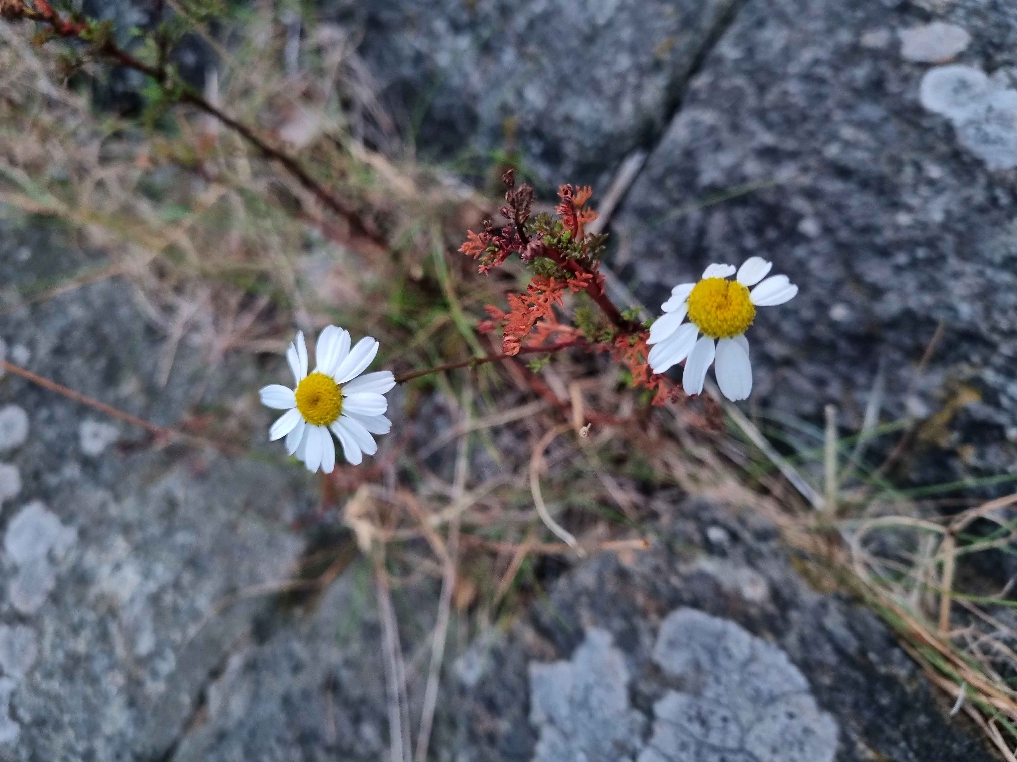 En gruppe hvite blomster
