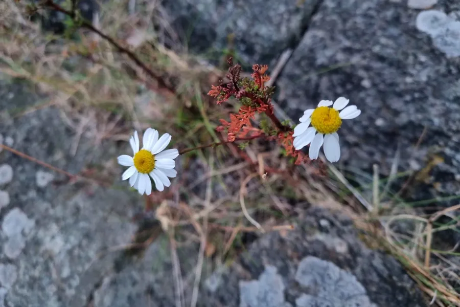 En gruppe hvite blomster