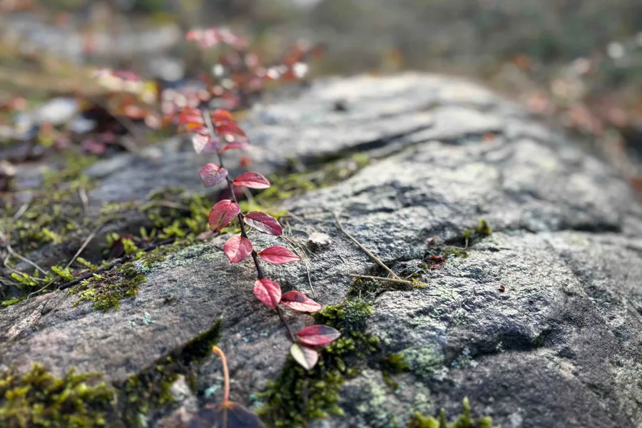 Et nærbilde av noen planter