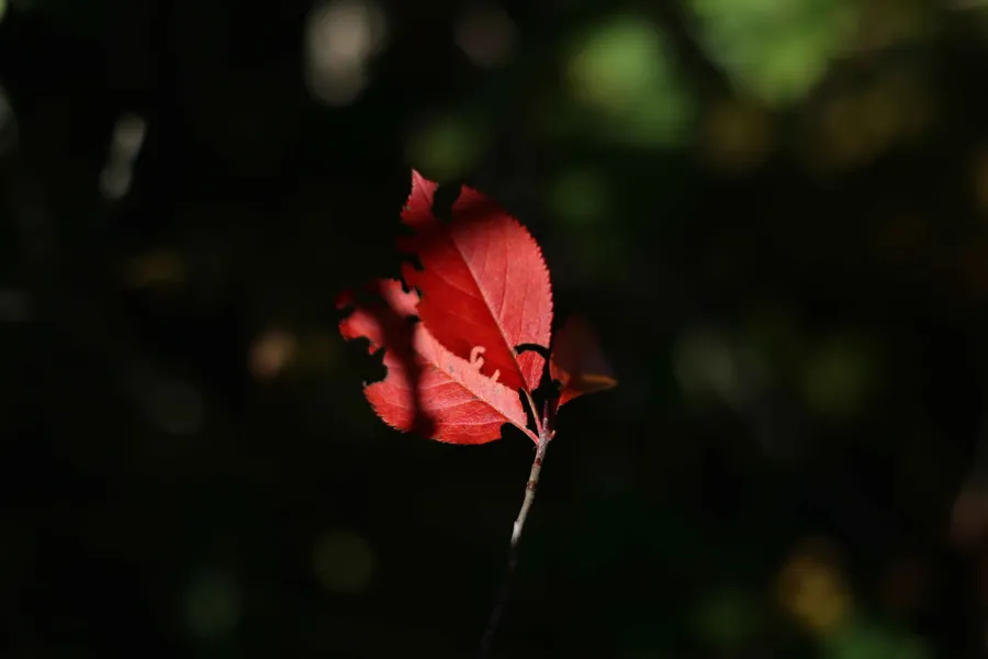 En rød blomst med grønne blader